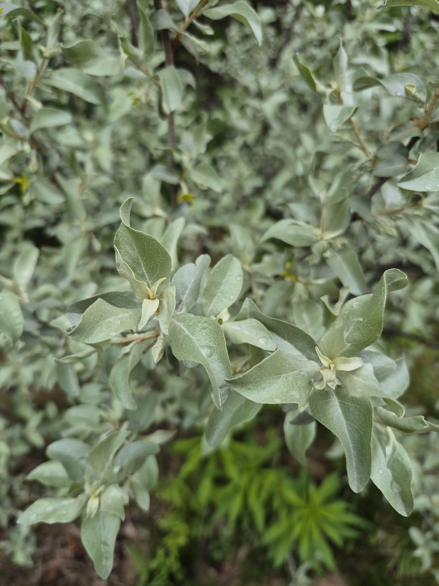 Close-up of soft green wolf willow leaves