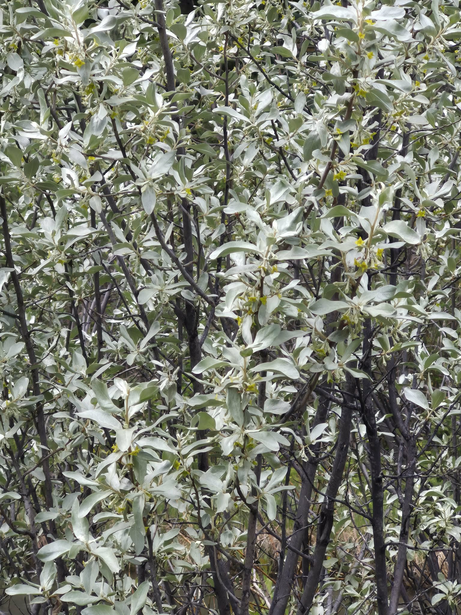 Wolf willow shrubs with silvery green leaves